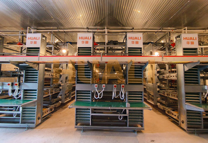 蛋鸡笼养